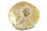 Polished Miocene Fossil Echinoid (Clypeaster) - Morocco #290286-1
